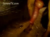 A dogs's shlong is filmed after cumming